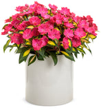 Impatiens - SunPatiens Compact Tropical Rose