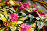 Impatiens - SunPatiens Compact Tropical Rose
