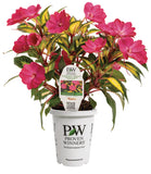 Impatiens - SunPatiens Compact Tropical Rose
