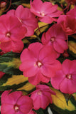 Impatiens - SunPatiens Compact Tropical Rose