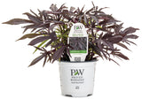 Ipomoea - Sweet Caroline Medusa Black