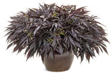 Ipomoea - Sweet Caroline Medusa Black