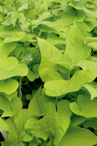 Ipomoea - Lime Green Margarita