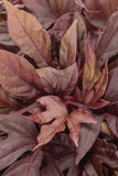 Ipomoea - Sweet Caroline Red Hawk