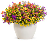 Nemesia - Sunsatia Blood Orange