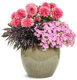 Petunia - Supertunia Mini Vista Pink Cloud