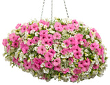 Petunia - Supertunia Vista Bubblegum