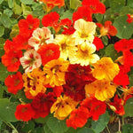 Nasturtium - Jewel Mix