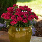 Dianthus - Jolt Cherry