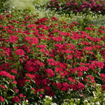 Dianthus - Jolt Cherry