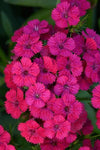 Dianthus - Jolt Cherry