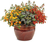 Ipomea - Sweet Caroline Sweetheart Shadowstorm