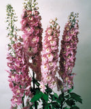 Delphinium - Magic Fountains Lilac Pink White Bee