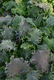 Kale - Simply Salad Storm Mix