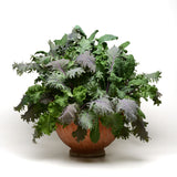 Kale - Simply Salad Storm Mix