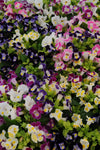 Torenia - Kauai Mix