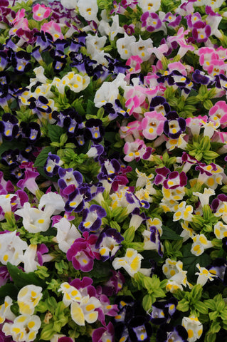 Torenia - Kauai Mix