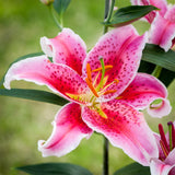 Lily - Oriental Star Gazer