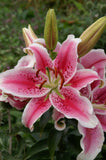 Lily - Oriental Star Gazer