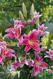 Lily - Oriental Star Gazer