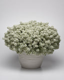 Lobularia - Easy Breezy White