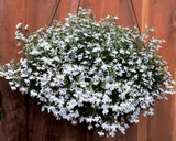 Lobelia - Regatta White