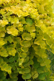 Lysimachia - Creeping Jenny Goldilocks