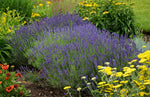 Lavender - Provence