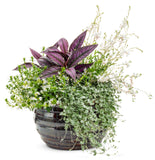 Scaevola - Whirlwind White