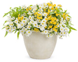 Nemesia - Sunsatia Lemon