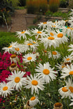 Leucanthemum - Alaska Shasta Daisy