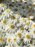 Leucanthemum - Sweet Daisy Birdy