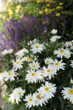 Leucanthemum - Sweet Daisy Birdy