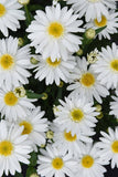 Leucanthemum - Sweet Daisy Birdy