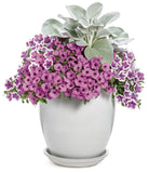 Petunia - Supertunia Vista Jazzberry