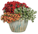 Begonia - Solenia Scarlet