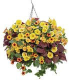 Thunbergia - Tangerine