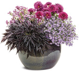 Dahlia - Virtuoso Vibrant Violet