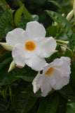 Mandevilla - Tropica Grandiosa White
