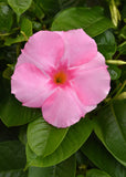 Mandevilla - Tropica Grandiosa Rose Pink