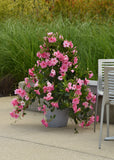 Mandevilla - Tropica Grandiosa Rose Pink