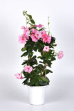 Mandevilla - Tropica Grandiosa Rose Pink
