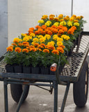 Marigold - Bonanza Mix