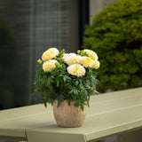 Marigold - Lanna Lace