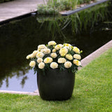 Marigold - Lanna Lace