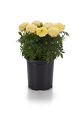 Marigold - Lanna Lace