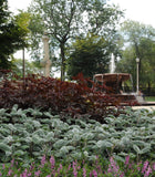 Hibiscus - Mahogany Splendor