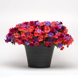 Petunia - Shock Wave Deep Purple