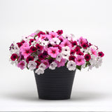 Petunia - Shock Wave Deep Purple