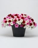 Petunia - E3 Easy Wave White